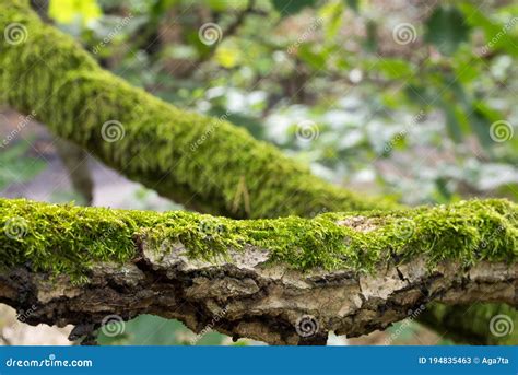 Tree Branch Covered With Moss Closeup Stock Image Image Of Forest