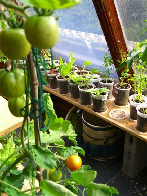 Indoor Vegetable Gardening Tips Vegetable Garden For