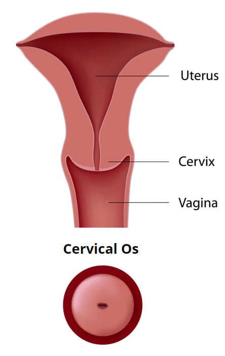 Fertile Cervical Position Ovulation Symptoms