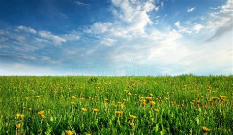 Field With Dandelions And Blue Sky Stock Image Image Of Nature