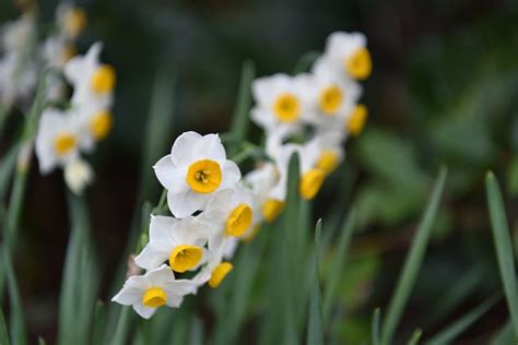 Narcissus Flowers Pictures Best Flower Site