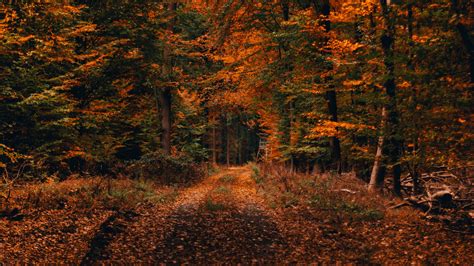 Download Wallpaper 3840x2160 Forest Path Autumn Foliage