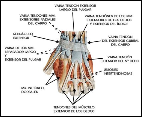 Visión Dorsal De La Muñeca Anatomia Mano Anatomía Humana Anatomía