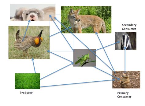 Five Level Temperate Grassland Food Chain