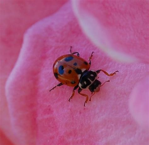 Ladybug On Pink Explore 110309 Shuttergirl3 Flickr