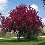 In early spring bare tree limbs are awash with white, pink or purple flowers. Flowering Crabapple 'Purple Prince' (Malus hybrid) | My ...