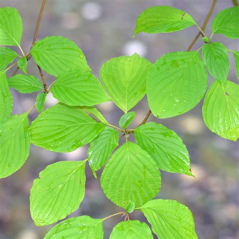 Alternate Leaf Dogwood Ontarioca