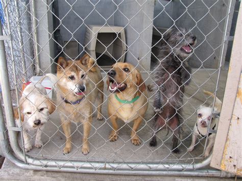 Rim Country Gazette Animals Face Hard Times At Overcrowded Shelter