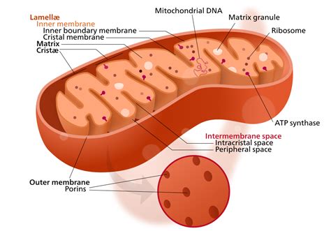 Mitochondria Why They Re Important And What They Need To Function