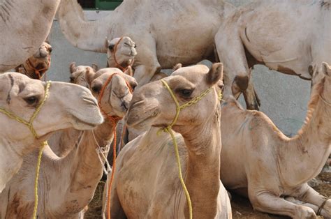 In islam every kind of action especially worship must be preceded with niyyah or intention, because whether or not our deed and the camels and cattle we have appointed for you as among the symbols of allah, for you therein is good. Animal Welfare: Guiding Principles in Islam | EcoMENA