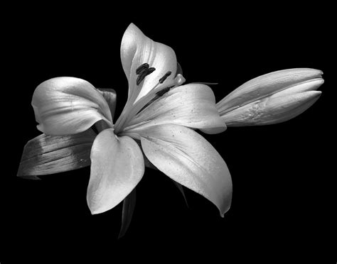 Classic Black And White Flowers Art Photo Web Studio