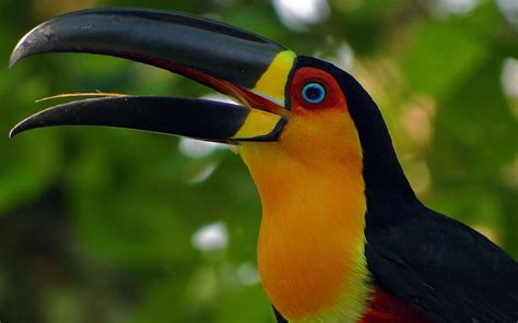 Toucan Beautiful Bird With Beautiful Color Wallpaper Hd For Mobile Phone And Pc