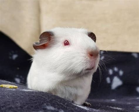 Himalayan Guinea Pig Breed Profile Origins Pictures Care Traits