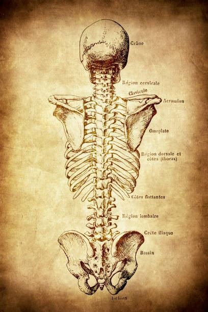 Back Anatomy Diagram Organs