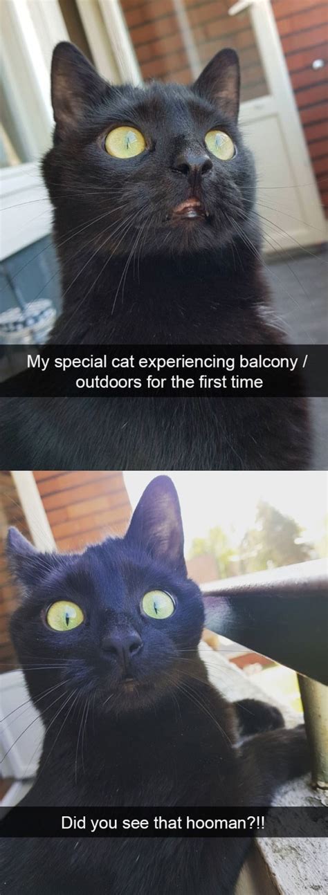19 Funny And Curious Cat Snapchats Funny Animals Daily