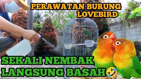 Tips Cara Merawat Burung Lovebird YouTube