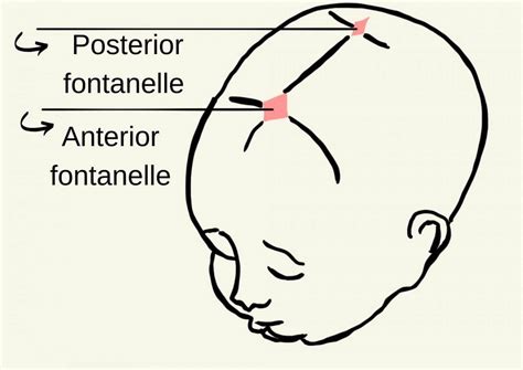 Babys Fontanels Doctor Efi