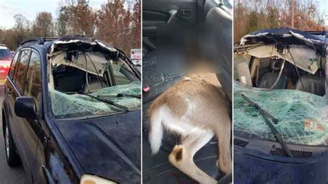 Deer Crashes Through Woman S Windshield On Route 9 In Howell Township New Jersey Abc30 Fresno