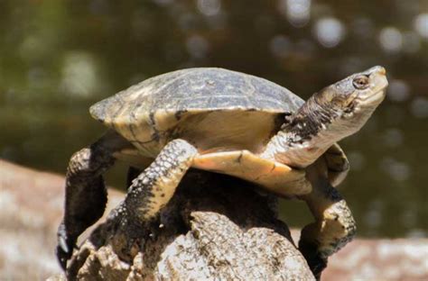 Western Pond Turtle Curiodyssey