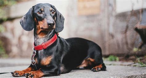 Teckel Soricar Dachshund Doxie Caracteristici Rasă Câine