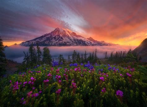 10 Mount Rainier Hd Wallpapers Background Images Wallpaper Abyss