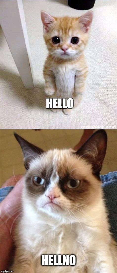 Image Tagged In Grumpy Cat Imgflip