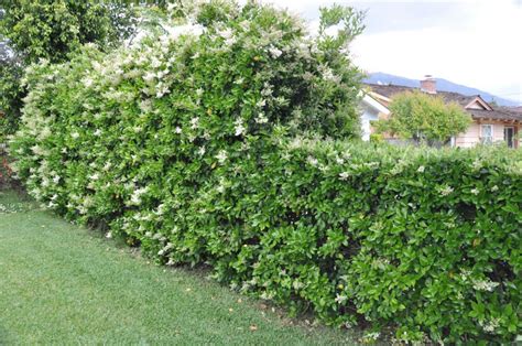 Ligustrum Japonicum ‘texanum Vancouver Island Grows