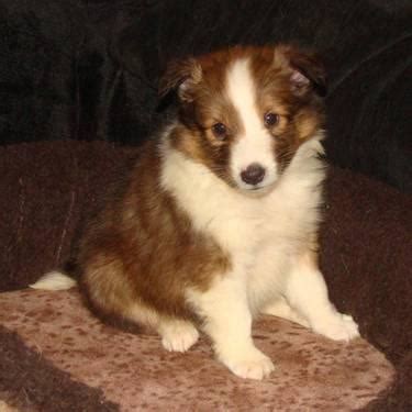 As the name implies, this scottish herder originated on the shetland islands. AKC Shetland Sheepdog Puppies for Sale in Chester ...