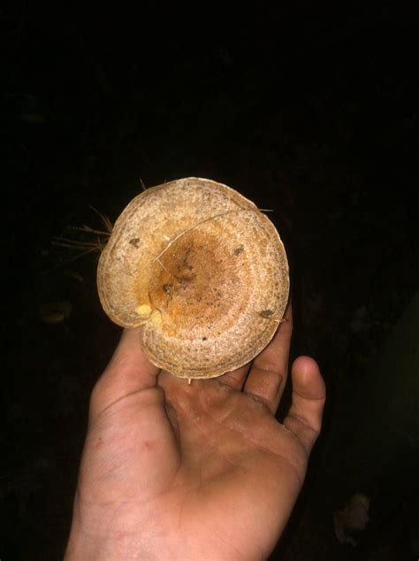 Massachusetts Shroom Identification Mushroom Hunting And