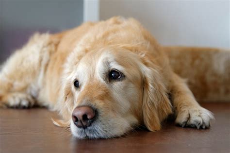 Do Dogs Cry — How To Know When Your Dog Is Sad