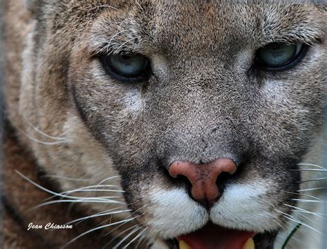 Cougars Puma Lion Des Montagnes Photo Jean Chiasson Photos At