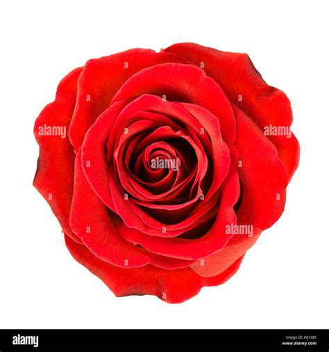Dark Red Rose Flower Close Up Isolated On White Stock Photo Alamy