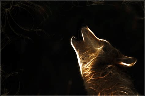 Cool Wolf Wallpapers 59 Images
