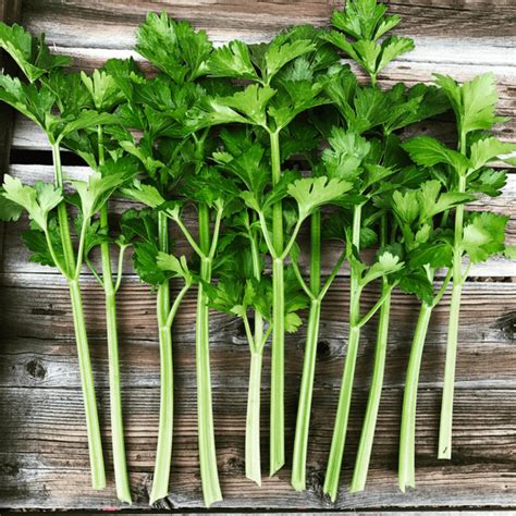 Five Tips For Growing Celery Growing In The Garden