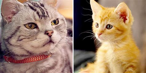 Ze Frank Voiced Cat Reflects On Kittenhood In Adorable Ad