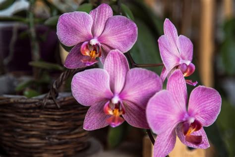 Banco De Imagens Plantar Flor Pétala Floral Botânica Cesta