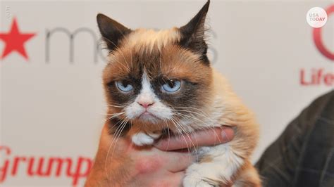 Grumpy Cat Meme Star And An Internet Sensation Dies At Age 7