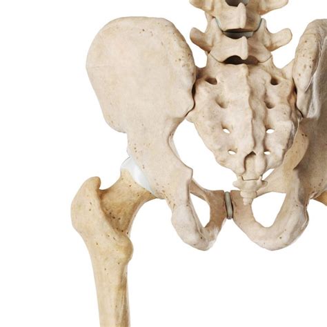 3D Rendered Medical Illustration Of The Bones Of The Human Pelvis SciePro