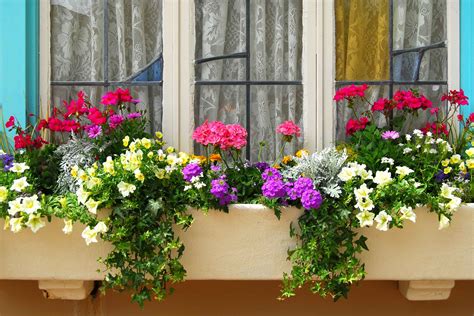 Plus, you can enjoy them both outdoors and from inside the window. Filling Those Window Boxes: Flower Species That Thrive ...