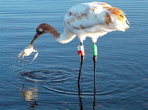 Whooping Cranes On The Wintering Grounds Photo Gallery