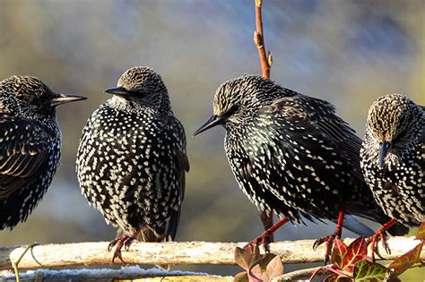 Mit ihm soll der fortschreitende strukturverlust in unserer kulturlandschaft ins. Der Star: Vogel des Jahres 2018 - Fotostrecke - WetterOnline