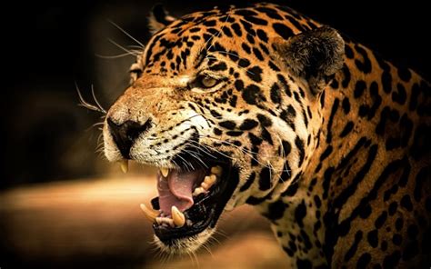 Télécharger Fonds Décran Jaguar En Colère Sourire Faune Prédateurs
