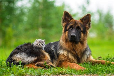 Hallo ihr foris, hab jetzt zum ersten mal eine firstkleine katze bekommen. Kleine werden groß. Wann ist es Zeit für Adult-Futter ...