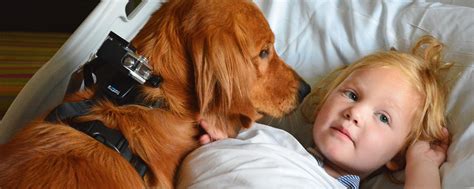 How to become an animal assisted therapist. Animal-Assisted Therapy (AAT) Program | Phoenix Children's ...