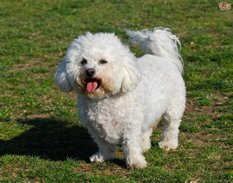 Bichon Frise Dog Breed Facts Highlights And Buying Advice