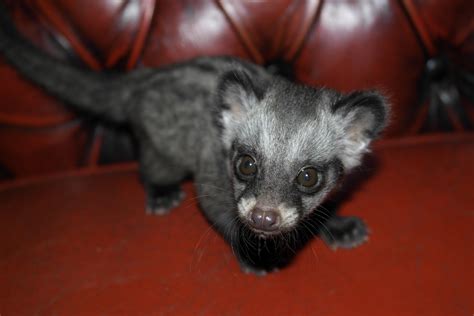 African Civet Cat Wallpapers High Quality Download Free