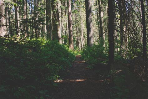 Woodland Path Pictures Download Free Images On Unsplash