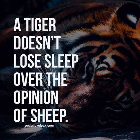 a tiger doesn t lose sleep over the opinion of sheep sleep quotes words of wisdom quotes
