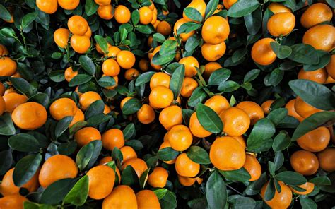 Wallpaper Orange Tree Gudang Gambar