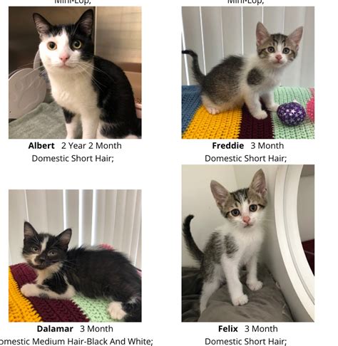 Pickering Kitten Adoption Has So Many Pets In Need Of Forever Homes In